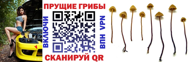 Псилоцибиновые грибы мухоморы где купить наркоту Коломна